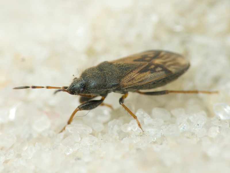 Megalonotus sabulicola (Thomson, 1870)